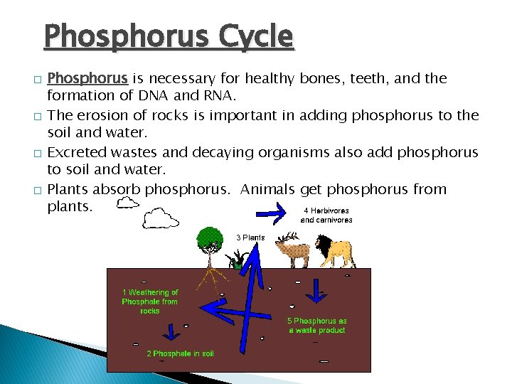 Phosphorus Cycle � � Phosphorus is necessary for healthy bones, teeth, and the formation