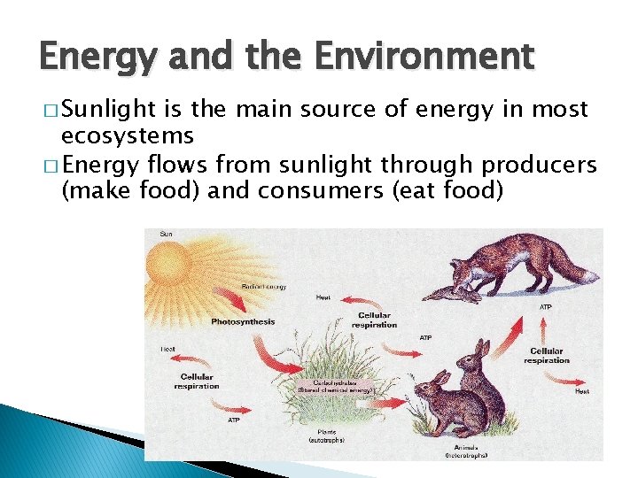 Energy and the Environment � Sunlight is the main source of energy in most