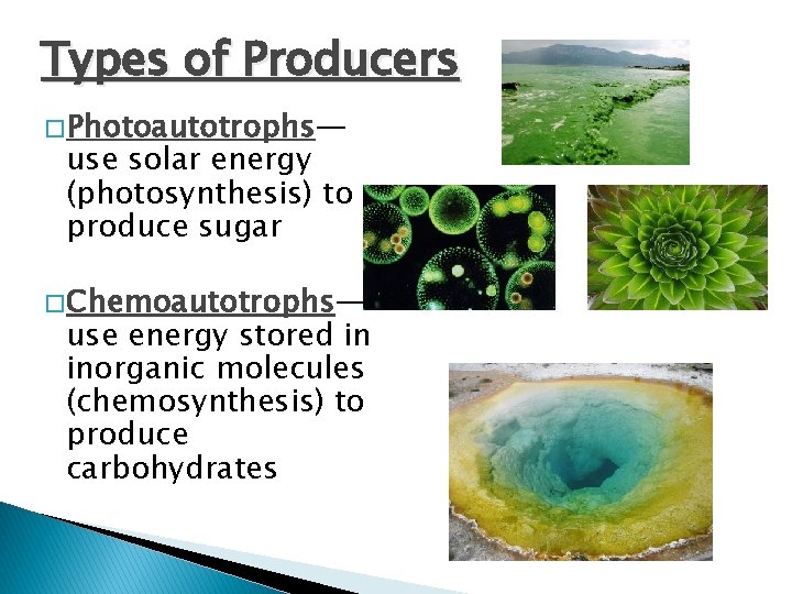 Types of Producers � Photoautotrophs— use solar energy (photosynthesis) to produce sugar � Chemoautotrophs—