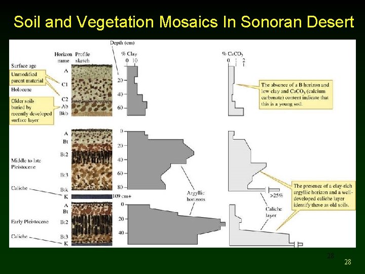 Soil and Vegetation Mosaics In Sonoran Desert 28 28 