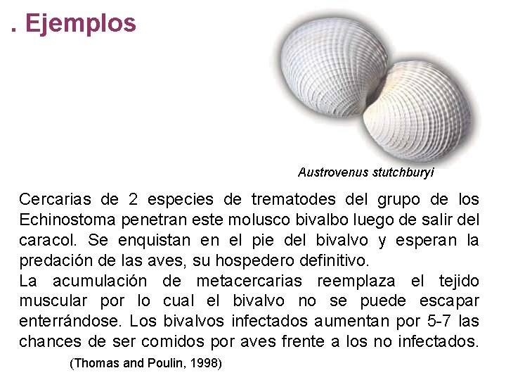 . Ejemplos Austrovenus stutchburyi Cercarias de 2 especies de trematodes del grupo de los