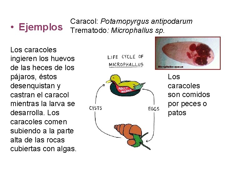  • Ejemplos Caracol: Potamopyrgus antipodarum Trematodo: Microphallus sp. Los caracoles ingieren los huevos
