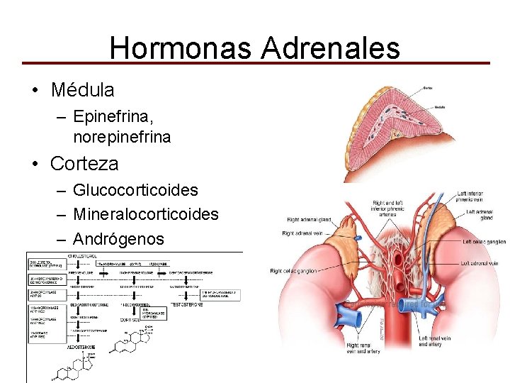 Hormonas Adrenales • Médula – Epinefrina, norepinefrina • Corteza – Glucocorticoides – Mineralocorticoides –