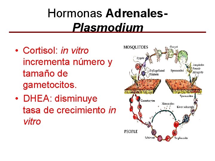 Hormonas Adrenales. Plasmodium • Cortisol: in vitro incrementa número y tamaño de gametocitos. •