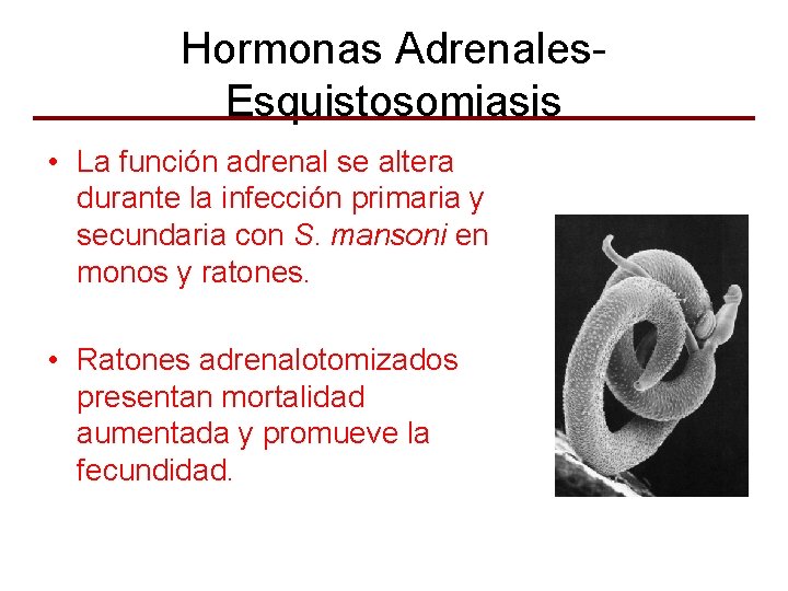 Hormonas Adrenales. Esquistosomiasis • La función adrenal se altera durante la infección primaria y