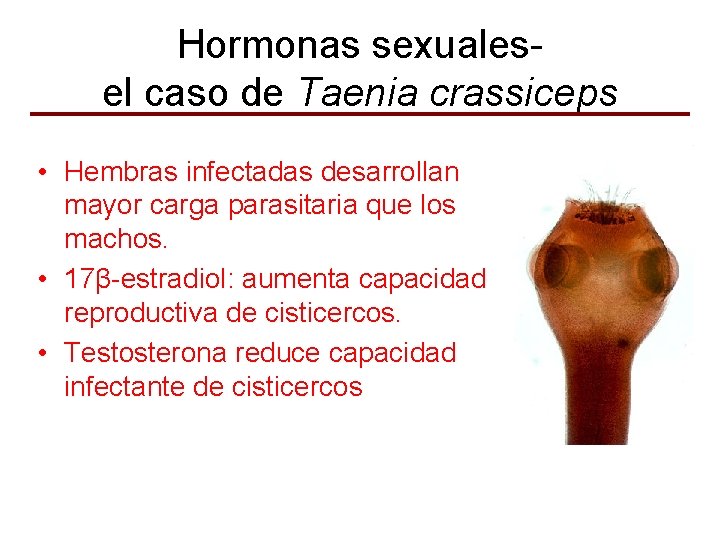 Hormonas sexualesel caso de Taenia crassiceps • Hembras infectadas desarrollan mayor carga parasitaria que