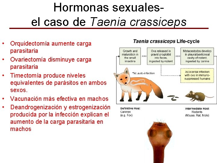 Hormonas sexualesel caso de Taenia crassiceps • Orquidectomía aumente carga parasitaria • Ovariectomía disminuye