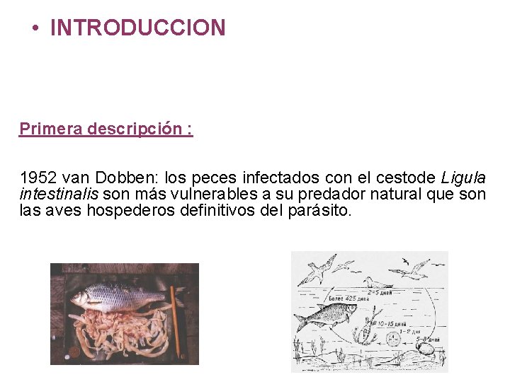  • INTRODUCCION Primera descripción : 1952 van Dobben: los peces infectados con el