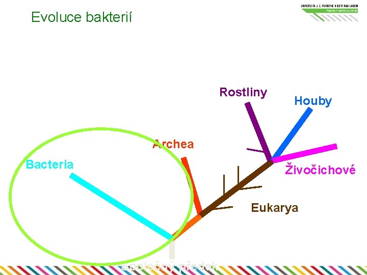 Evoluce bakterií Rostliny Houby Archea Bacteria Živočichové Eukarya Společný předek 