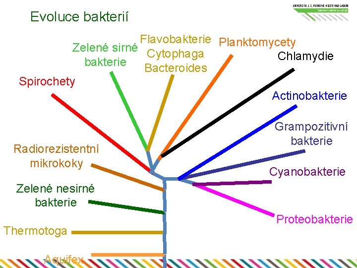 Evoluce bakterií Flavobakterie Planktomycety Zelené sirné Cytophaga Chlamydie bakterie Bacteroides Spirochety Actinobakterie Radiorezistentní mikrokoky