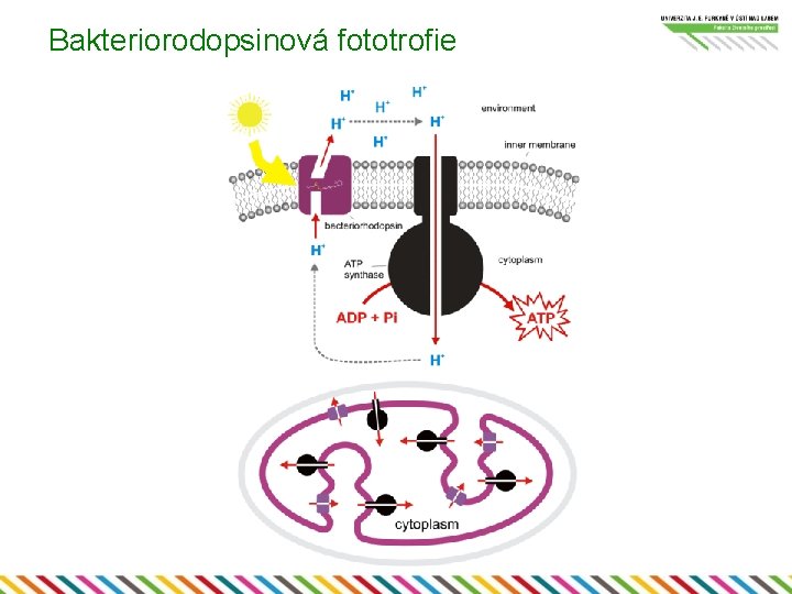 Bakteriorodopsinová fototrofie Bakteriorodopsinová fototrofie