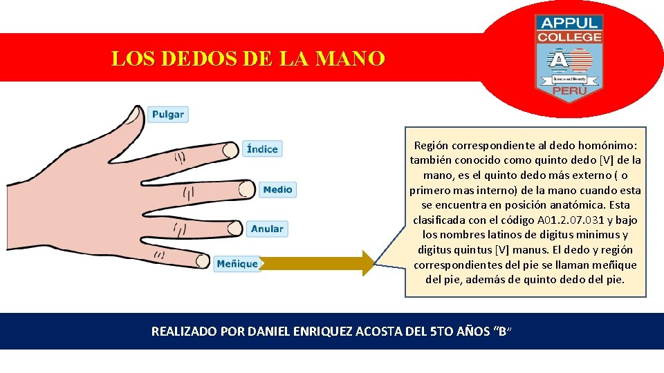 LOS DEDOS DE LA MANO Región correspondiente al dedo homónimo: también conocido como quinto LOS DEDOS DE LA MANO Región correspondiente al dedo homónimo: también conocido como quinto