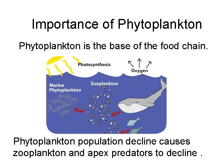 Importance of Phytoplankton is the base of the food chain. Phytoplankton population decline causes