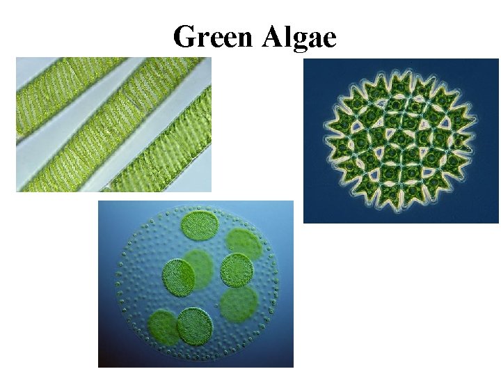 Green Algae 