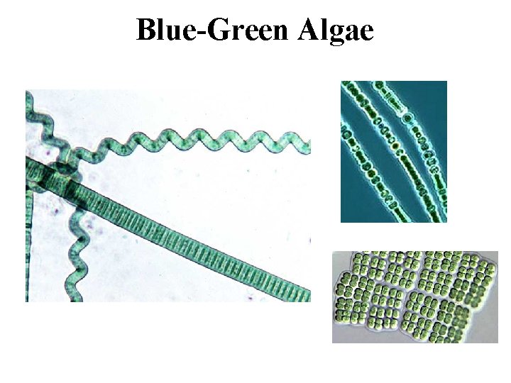 Blue-Green Algae 