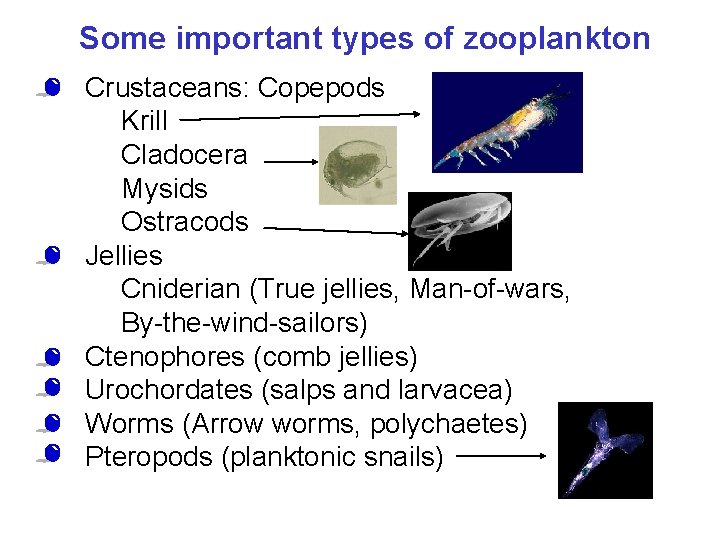 Some important types of zooplankton • Crustaceans: Copepods Krill Cladocera Mysids Ostracods • Jellies