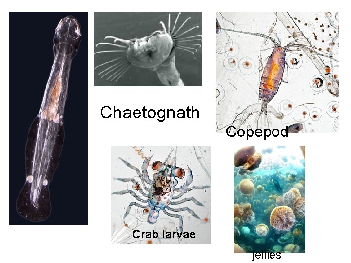 Chaetognath Copepod Crab larvae jellies 