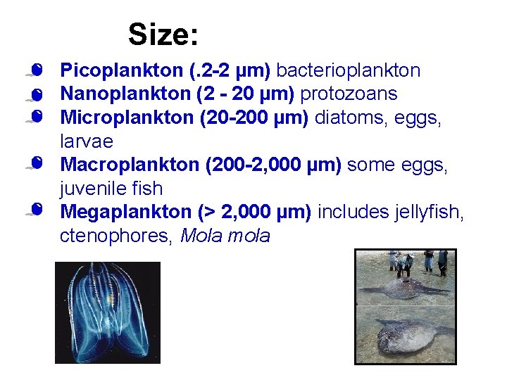 Size: • Picoplankton (. 2 -2 µm) bacterioplankton • Nanoplankton (2 - 20 µm)