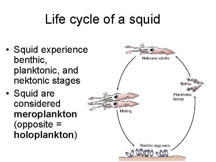 Life cycle of a squid • Squid experience benthic, planktonic, and nektonic stages •