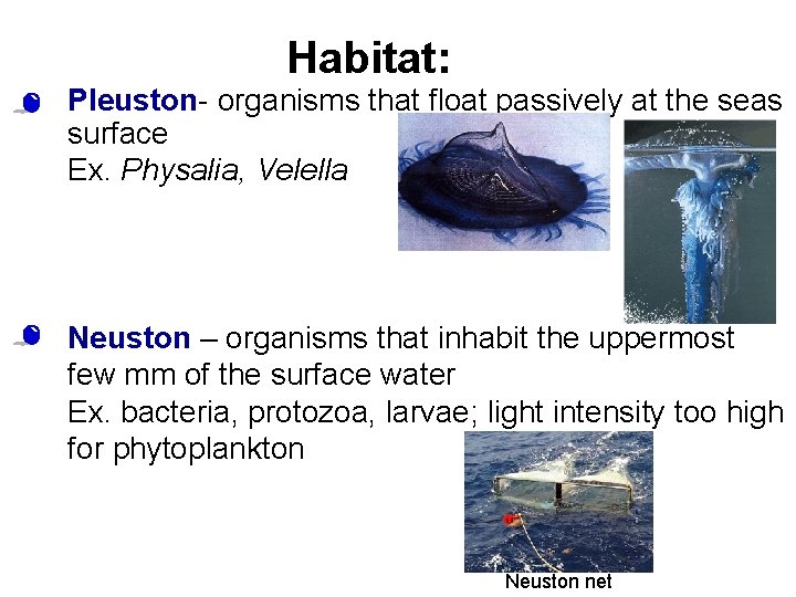 Habitat: • Pleuston- organisms that float passively at the seas surface Ex. Physalia, Velella