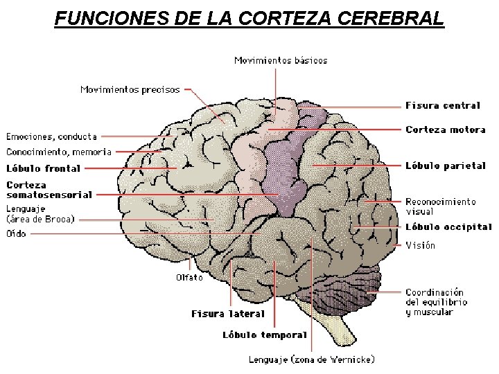 FUNCIONES DE LA CORTEZA CEREBRAL 