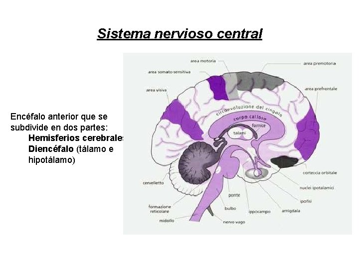 Sistema nervioso central Encéfalo anterior que se subdivide en dos partes: Hemisferios cerebrales Diencéfalo