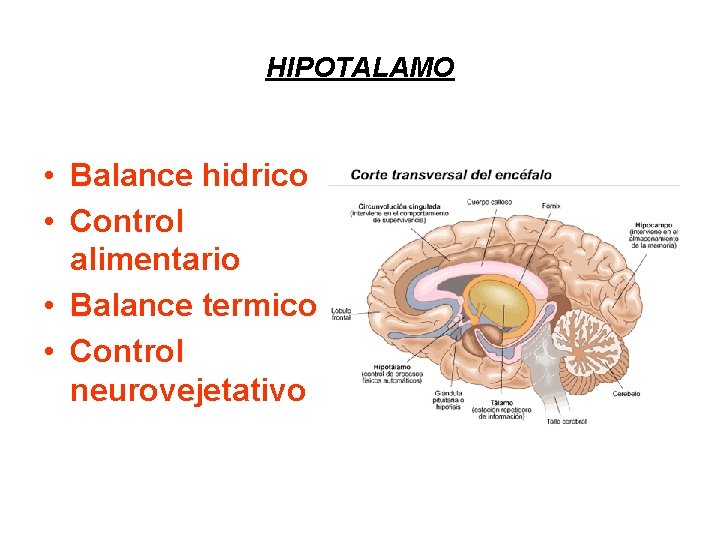 HIPOTALAMO • Balance hidrico • Control alimentario • Balance termico • Control neurovejetativo 