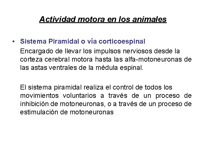 Actividad motora en los animales • Sistema Piramidal o vía corticoespinal Encargado de llevar