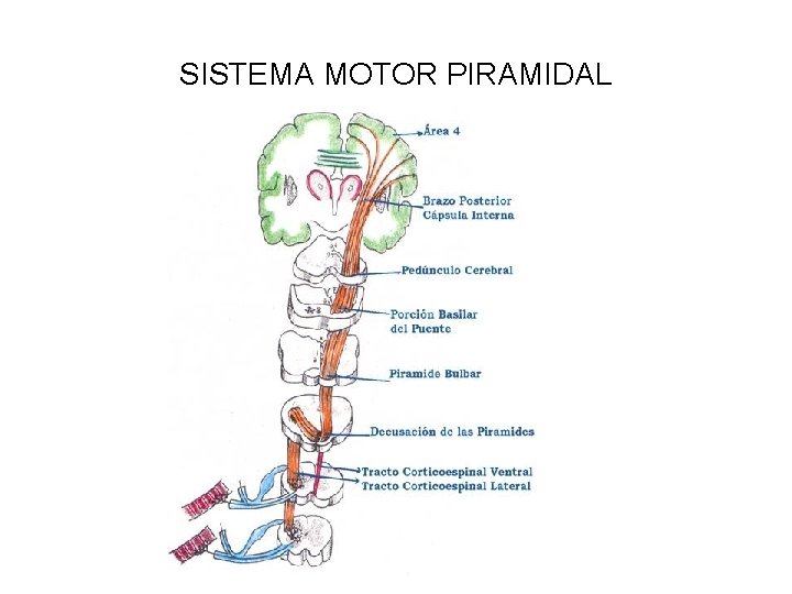 SISTEMA MOTOR PIRAMIDAL 