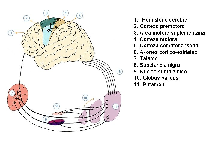 1. Hemisferio cerebral 2. Corteza premotora 3. Area motora suplementaria 4. Corteza motora 5.