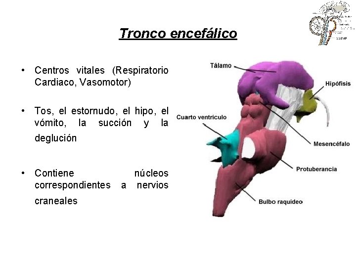 Tronco encefálico • Centros vitales (Respiratorio Cardiaco, Vasomotor) • Tos, el estornudo, el hipo,