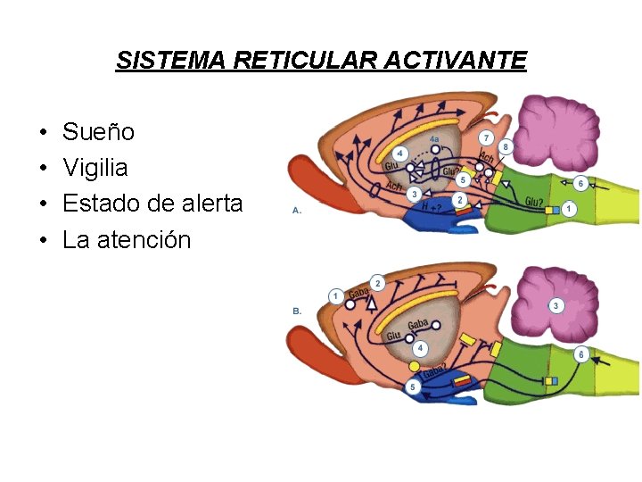 SISTEMA RETICULAR ACTIVANTE • • Sueño Vigilia Estado de alerta La atención 