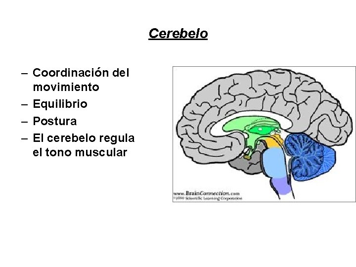 Cerebelo – Coordinación del movimiento – Equilibrio – Postura – El cerebelo regula el