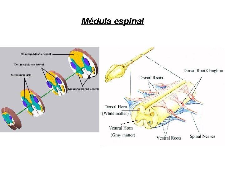 Médula espinal 
