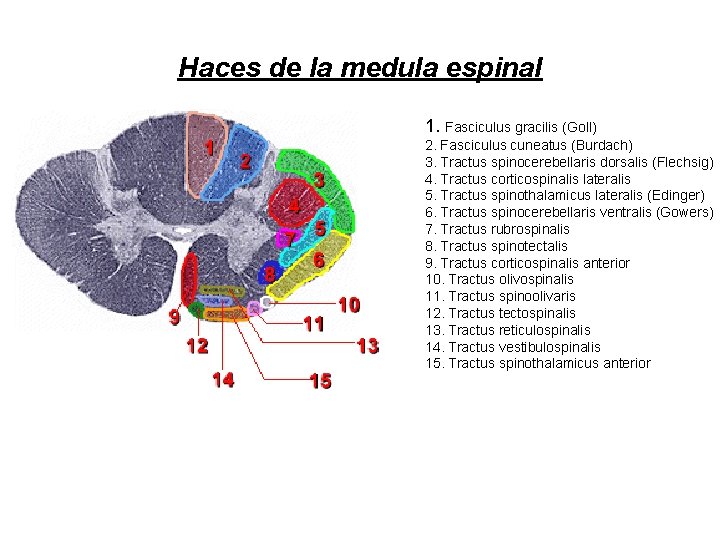 Haces de la medula espinal 1. Fasciculus gracilis (Goll) 2. Fasciculus cuneatus (Burdach) 3.