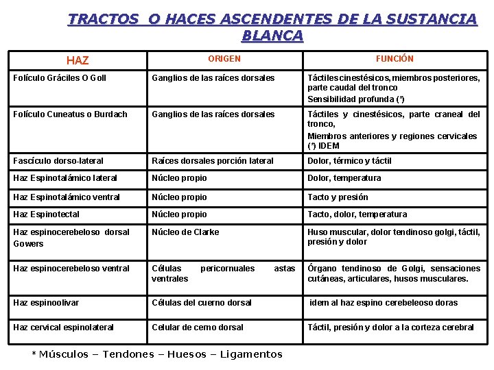 TRACTOS O HACES ASCENDENTES DE LA SUSTANCIA BLANCA ORIGEN HAZ FUNCIÓN Folículo Gráciles O