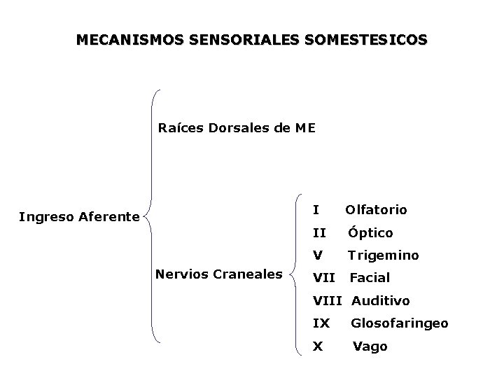 MECANISMOS SENSORIALES SOMESTESICOS Raíces Dorsales de ME Ingreso Aferente Nervios Craneales I Olfatorio II