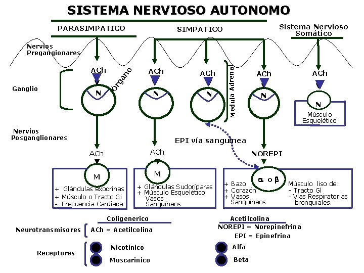 SISTEMA NERVIOSO AUTONOMO PARASIMPATICO Sistema Nervioso Somático SIMPATICO N ACh N N Nervios Posganglionares