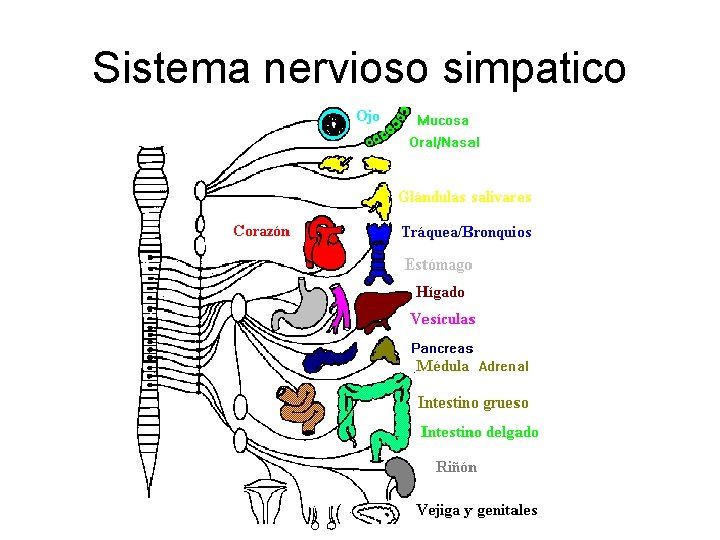 Sistema nervioso simpatico 