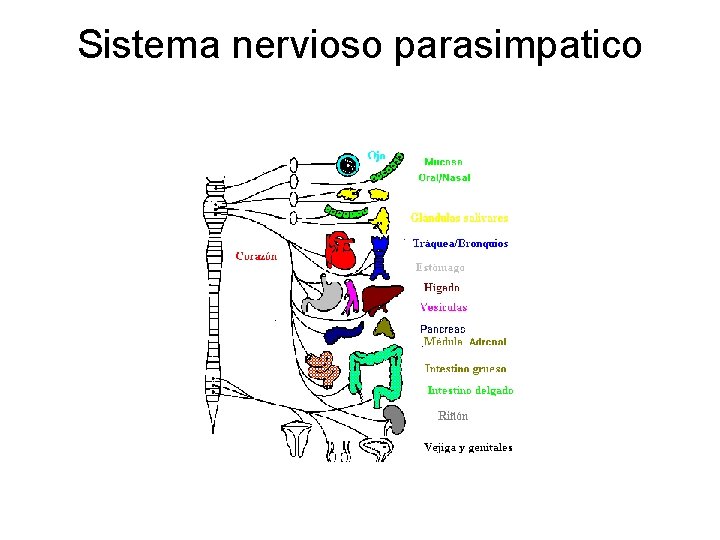 Sistema nervioso parasimpatico 