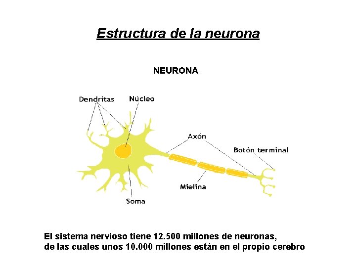 Estructura de la neurona NEURONA El sistema nervioso tiene 12. 500 millones de neuronas,