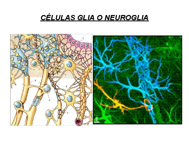 CÉLULAS GLIA O NEUROGLIA 