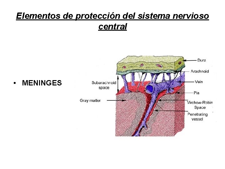 Elementos de protección del sistema nervioso central • MENINGES 