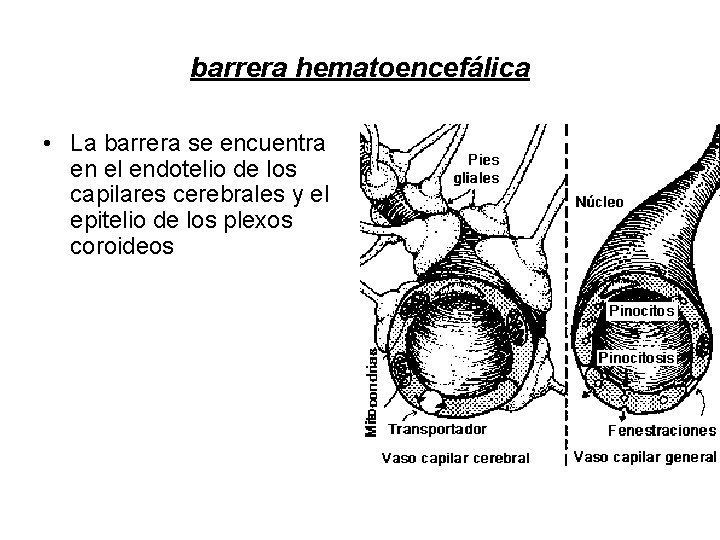 barrera hematoencefálica • La barrera se encuentra en el endotelio de los capilares cerebrales