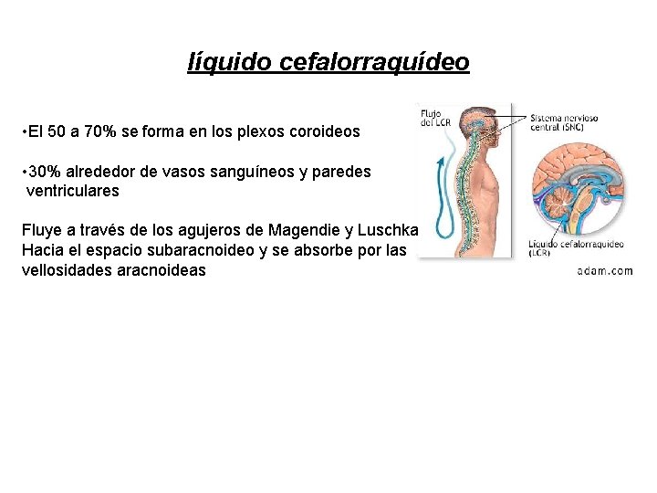 líquido cefalorraquídeo • El 50 a 70% se forma en los plexos coroideos •