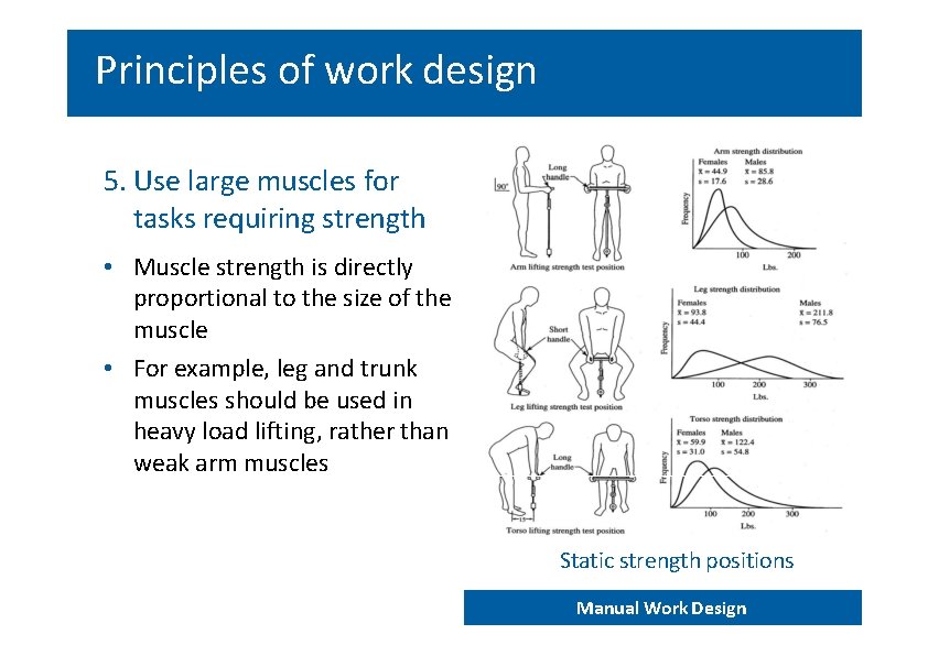 Principles of work design 5. Use large muscles for tasks requiring strength • Muscle