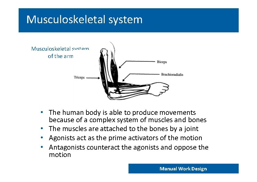 Musculoskeletal system of the arm • The human body is able to produce movements