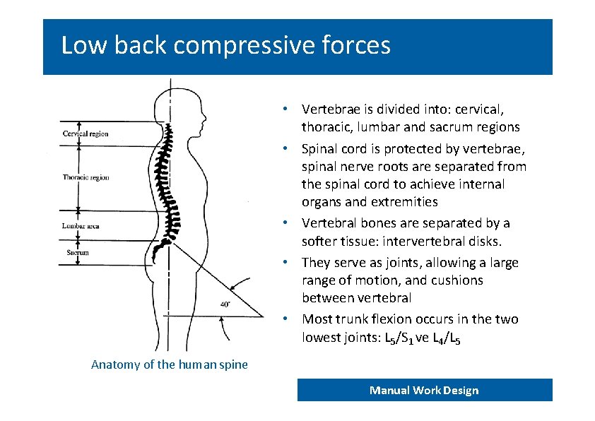 Low back compressive forces • Vertebrae is divided into: cervical, thoracic, lumbar and sacrum