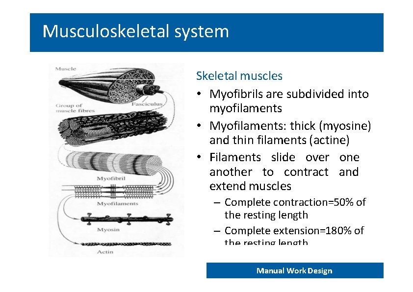 Musculoskeletal system Skeletal muscles • Myofibrils are subdivided into myofilaments • Myofilaments: thick (myosine)