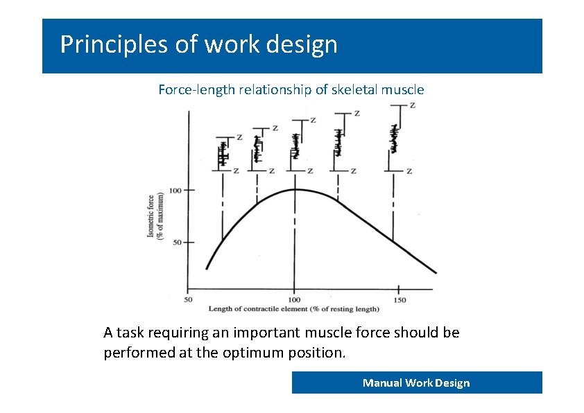 Principles of work design Force‐length relationship of skeletal muscle A task requiring an important